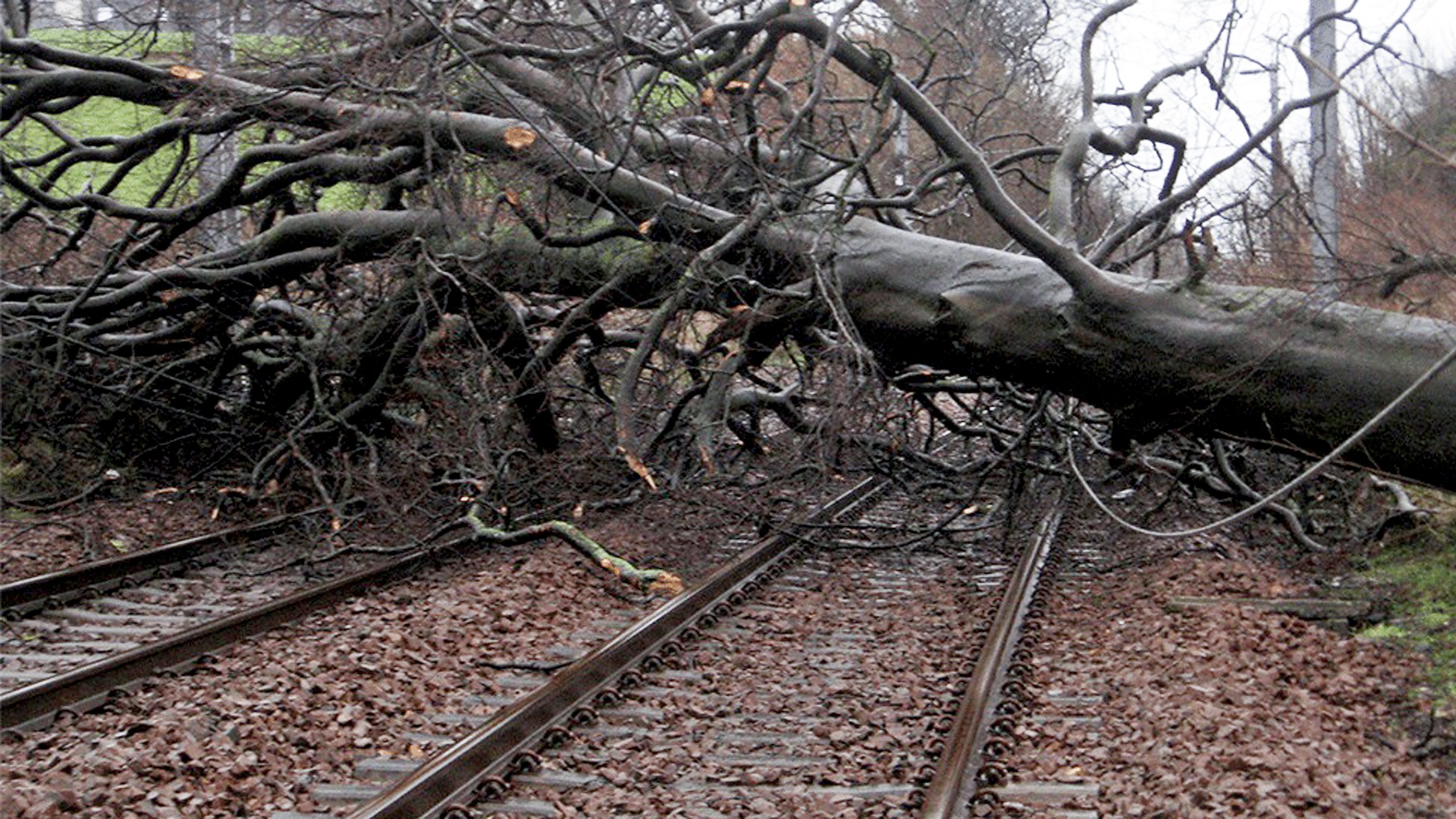 Crews Clear Fallen Trees From Tram Tracks Work crews remove fallen banyan limbs from tram lines after Typhoon Ragasa