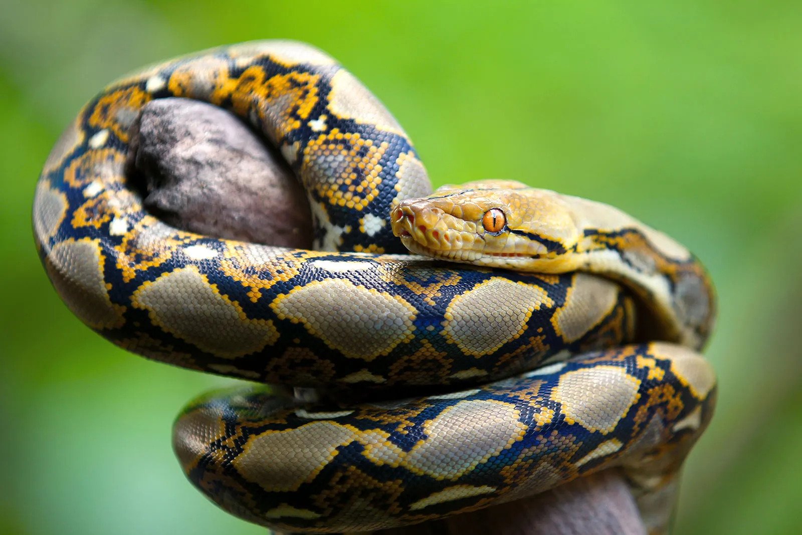 reticulated python philippines, giant snake philippines, sawa philippines
