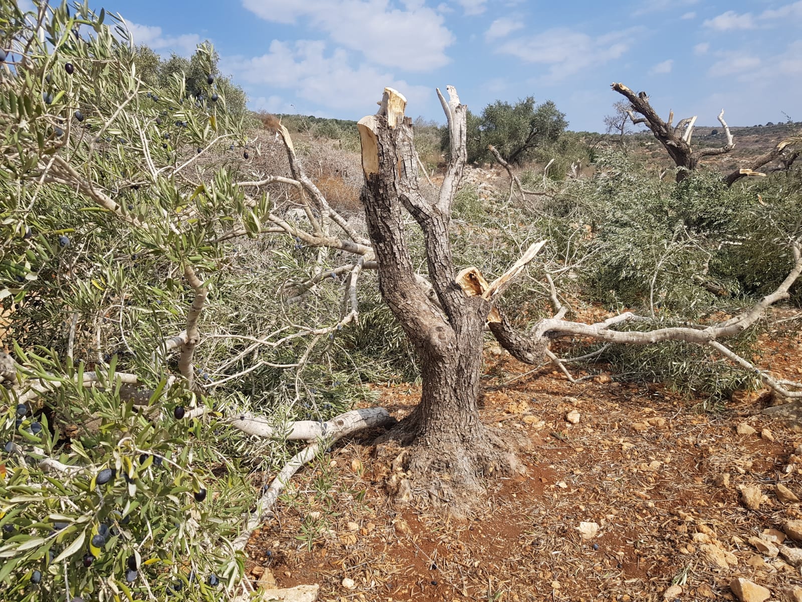Vandalized olive trees in West Bank, affected by settler violence 2025