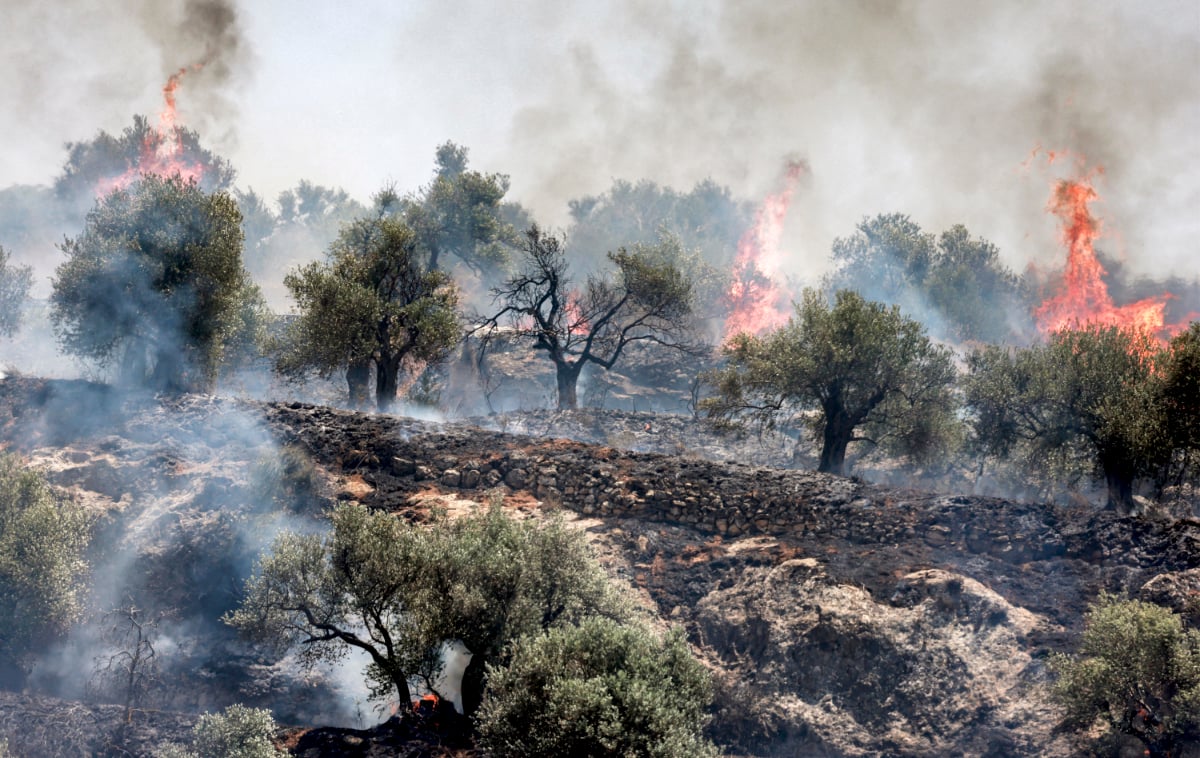 Palestinian farmer surveys burned olive groves after Israeli settler attack in West Bank 2025