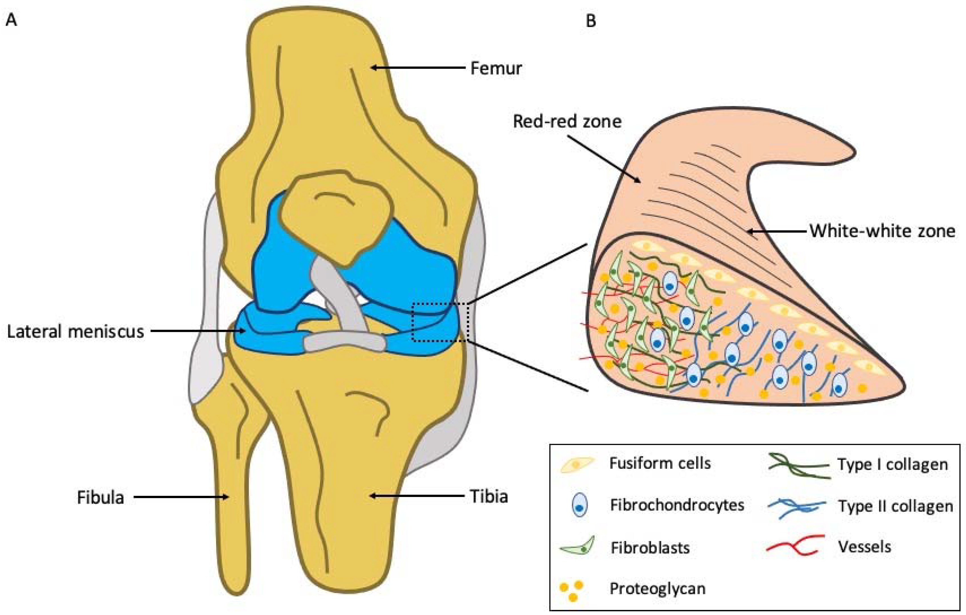 Living Joint Implants Could Replace Artificial Knees 3D printed living knee joint scaffold using stem cells