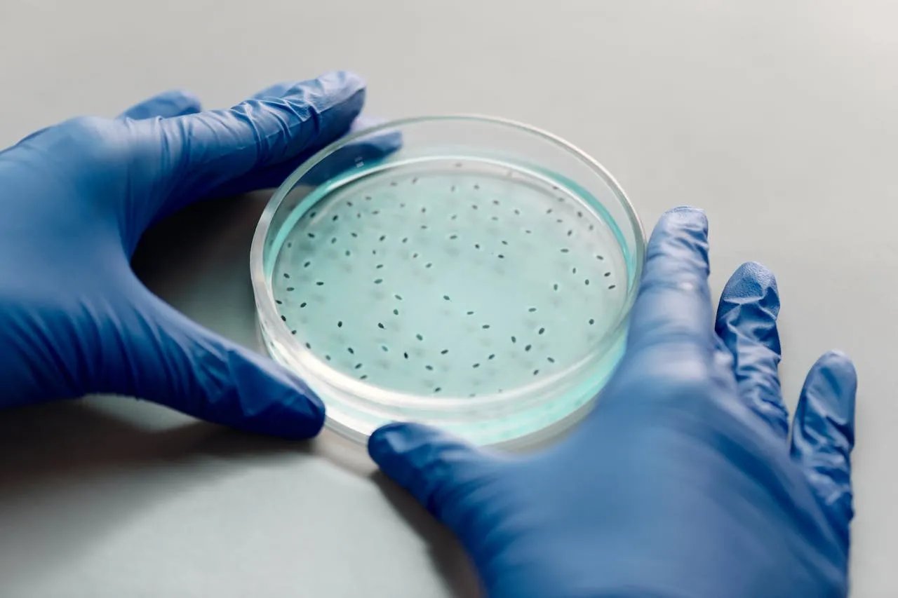 Scientists testing antibiotic resistance in bacteria samples