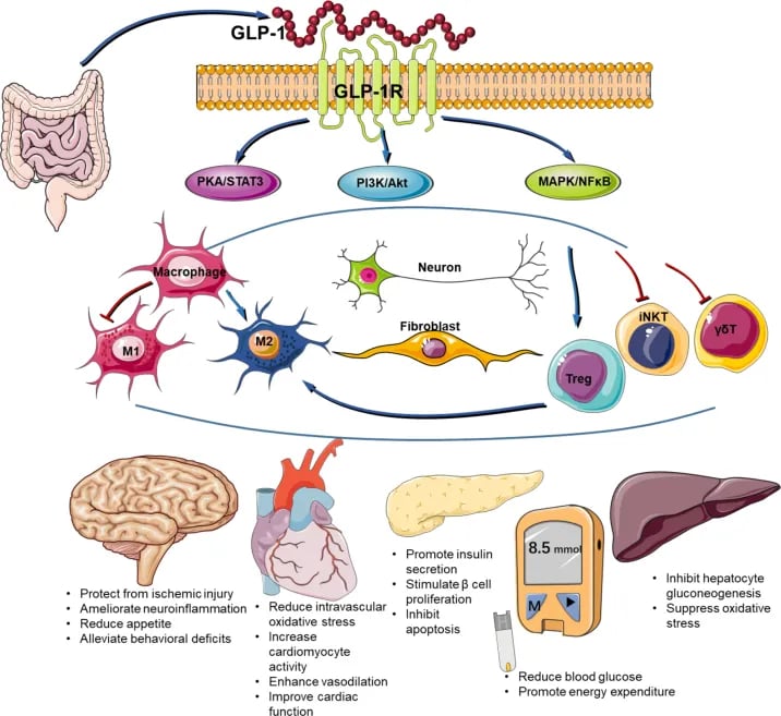 GLP-1 receptor mechanism explaining weight loss drug function