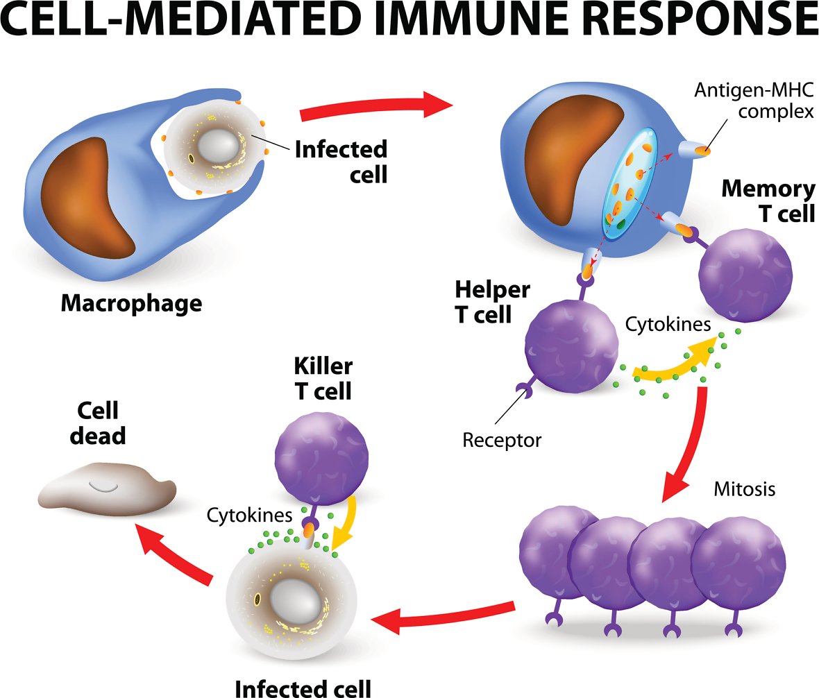 Human immune system T cells response to HIV infection