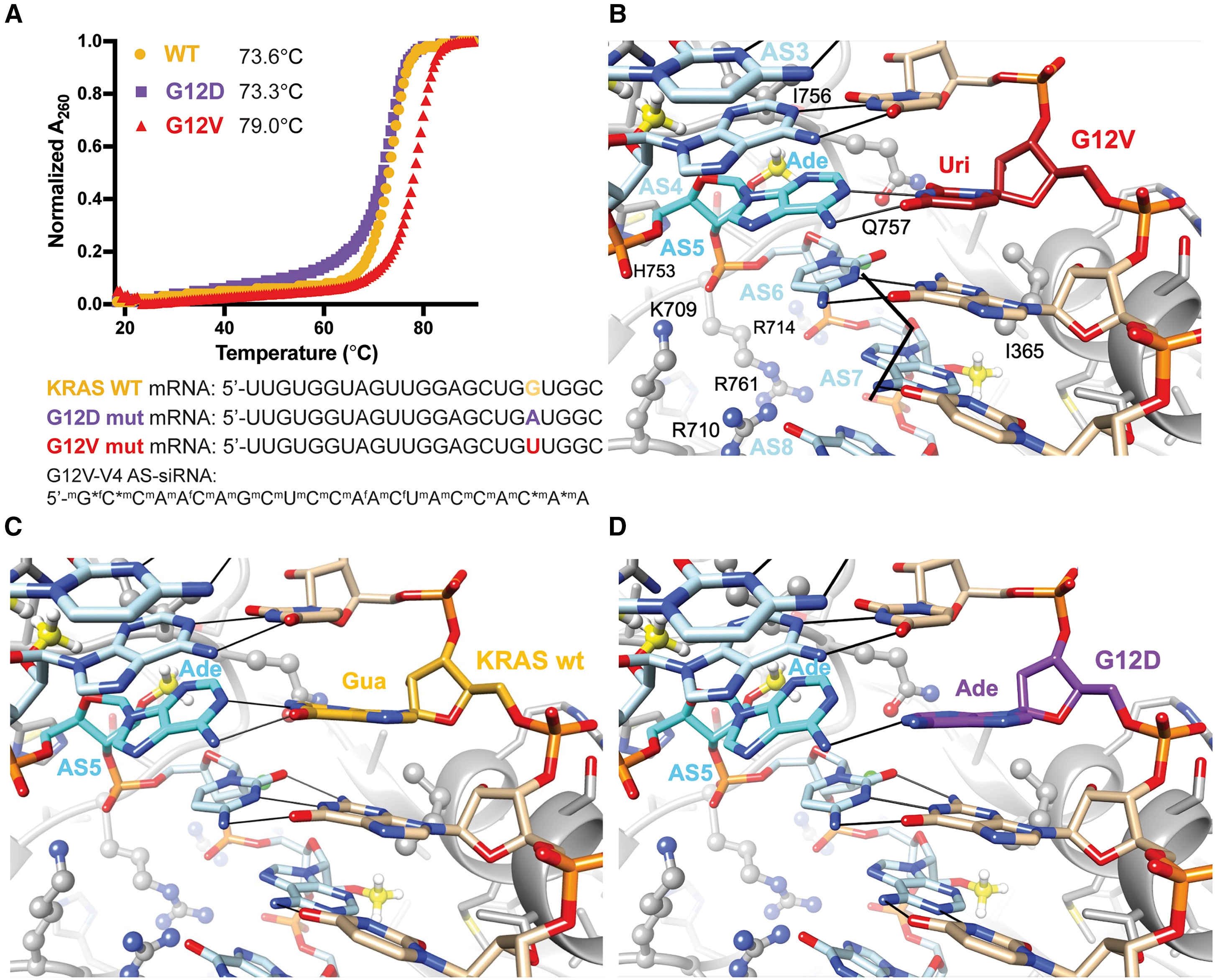 3D structure of KRAS G12D mutation protein in cancer cells