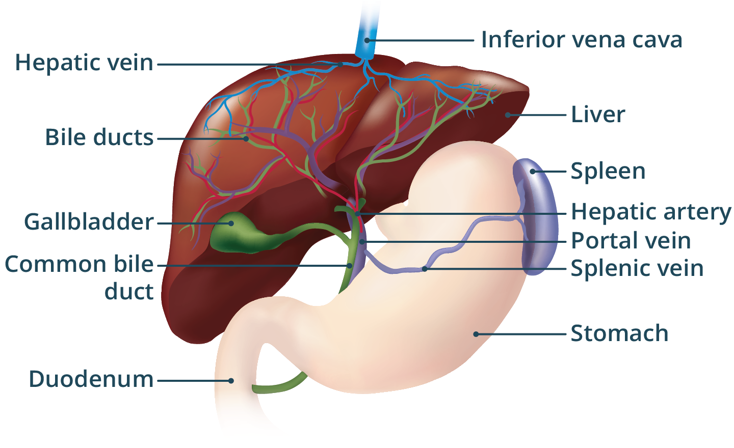 Medical illustration of liver regeneration after transplant