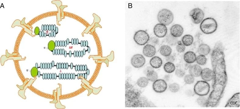 Laboratory analysis of hantavirus pulmonary syndrome virus Scientific laboratory testing for hantavirus pulmonary syndrome using diagnostic equipment and biological samples