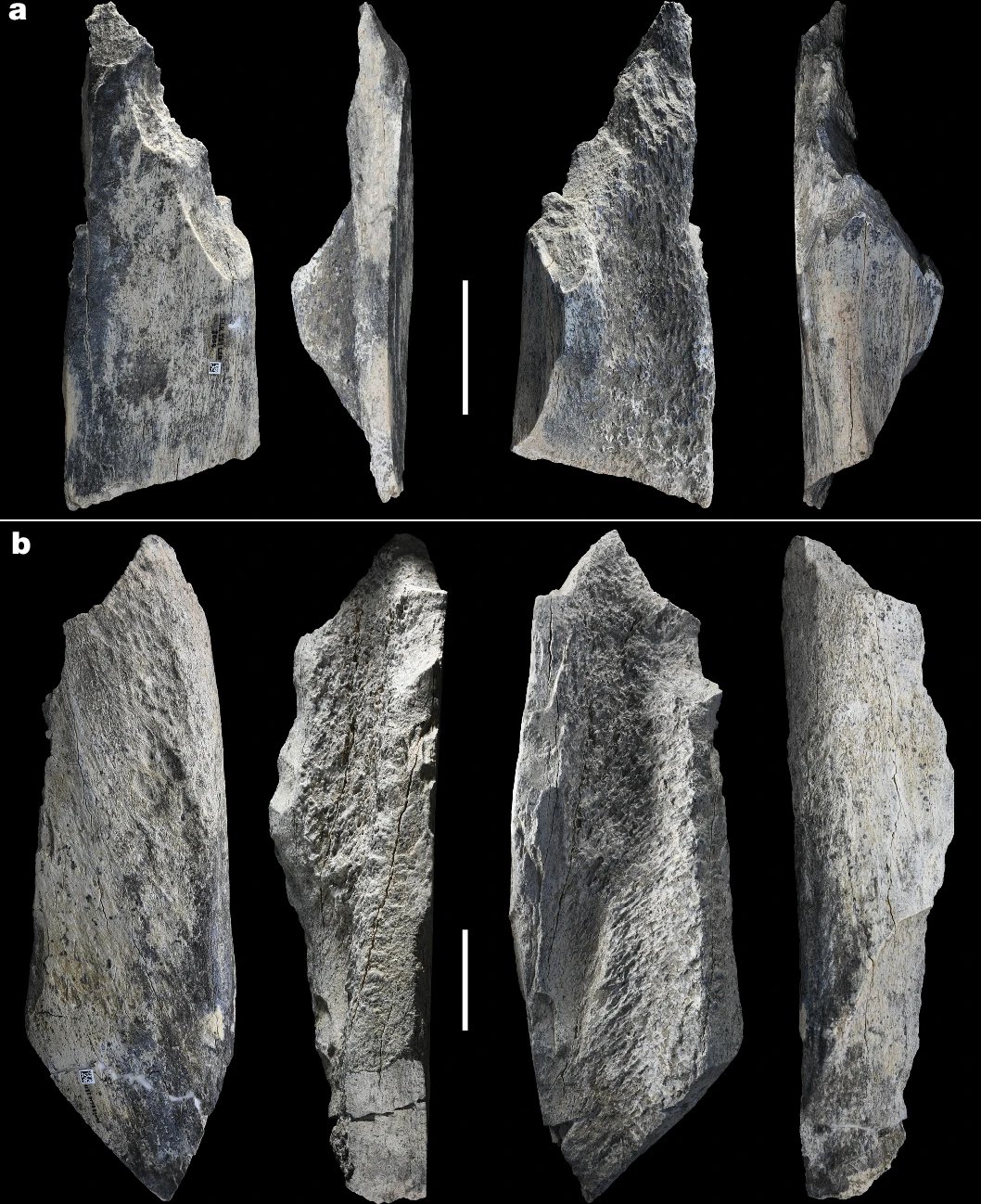 Stone Tools Used by Early Humans for Bone Marrow Extraction Oldowan stone tools used by early humans to break bones for marrow