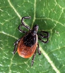 Adult blacklegged deer tick Ixodes scapularis on finger, carrier of Lyme disease in the United States