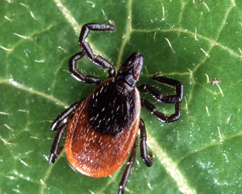 Adult blacklegged deer tick Ixodes scapularis on finger, carrier of Lyme disease in the United States