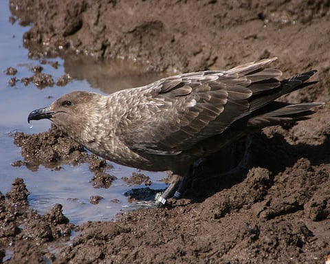 A brown skua seabird standing on rocks, the species confirmed as Australia's first mainland H5N1 bird flu case at Cape Le Grand National Park, Western Australia