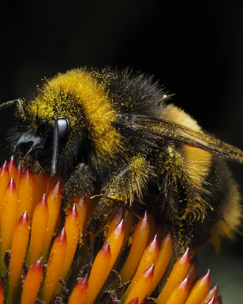 Bumblebee on a yellow flower representing new research on insect time perception and cognitive abilities