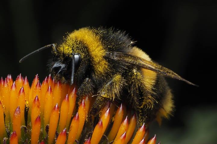 Bumblebee on a yellow flower representing new research on insect time perception and cognitive abilities