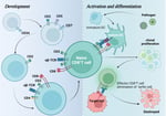 Scientific diagram showing CD8+ T cell development, activation, and differentiation stages in cancer immunotherapy