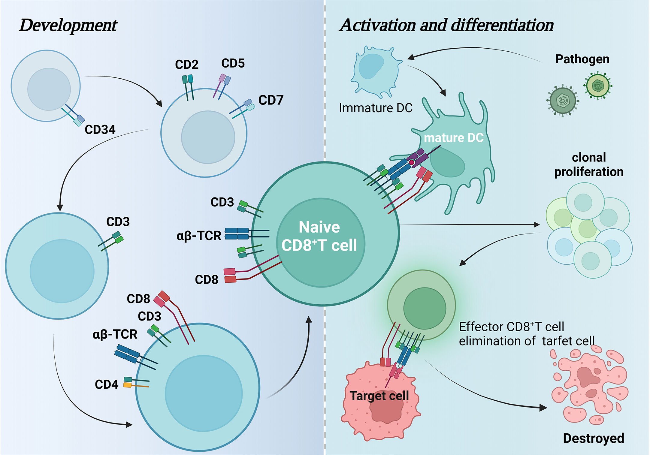 Scientific diagram showing CD8+ T cell development, activation, and differentiation stages in cancer immunotherapy