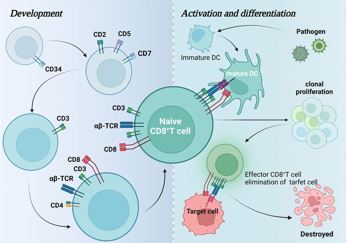Scientific diagram showing CD8+ T cell development, activation, and differentiation stages in cancer immunotherapy