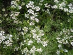 Coriandrum sativum coriander plant in flower, the fresh herb historically implicated in Cyclospora outbreaks across the United States