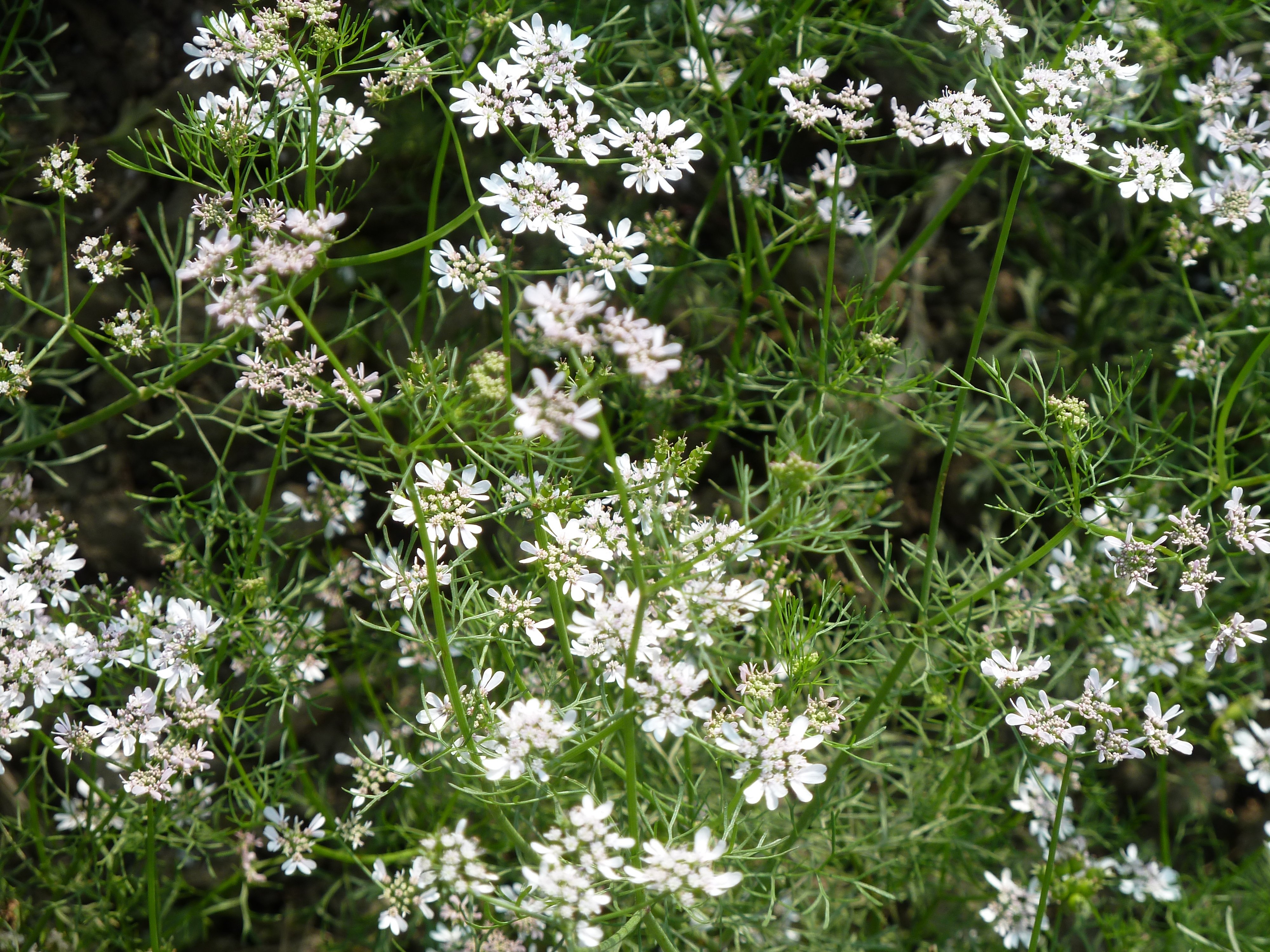 Coriandrum sativum coriander plant in flower, the fresh herb historically implicated in Cyclospora outbreaks across the United States