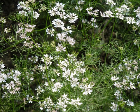 Coriandrum sativum coriander plant in flower, the fresh herb historically implicated in Cyclospora outbreaks across the United States