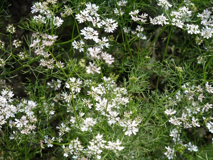 Coriandrum sativum coriander plant in flower, the fresh herb historically implicated in Cyclospora outbreaks across the United States