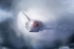 Boeing F-47 sixth-generation fighter aircraft in flight, US Air Force NGAD program