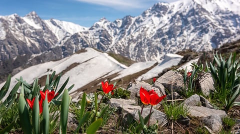 Chimgan mountains in Uzbekistan with tulip flowers, site of the GEF 71st Council meeting in Samarkand 2026