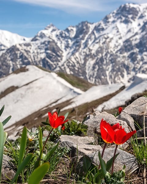 Chimgan mountains in Uzbekistan with tulip flowers, site of the GEF 71st Council meeting in Samarkand 2026