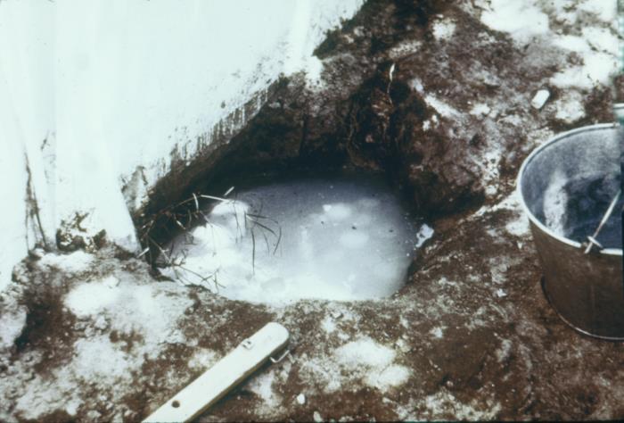 Deer mouse Peromyscus maniculatus the primary hantavirus reservoir in the Americas