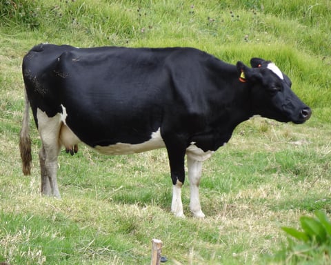 Holstein dairy cow in a farm environment, representative of US dairy herds affected by H5N1 avian influenza
