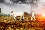 Indian agricultural fields facing drought risk as El Nino conditions threaten the 2026 kharif season