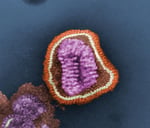 Colorized electron microscope image of influenza virus particles, the pathogen in the Lackland Air Force Base flu outbreak