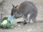 A kangaroo, representing Australia's living marsupials studied in marsupial evolution research