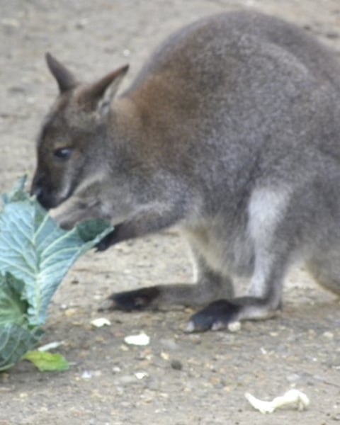 A kangaroo, representing Australia's living marsupials studied in marsupial evolution research