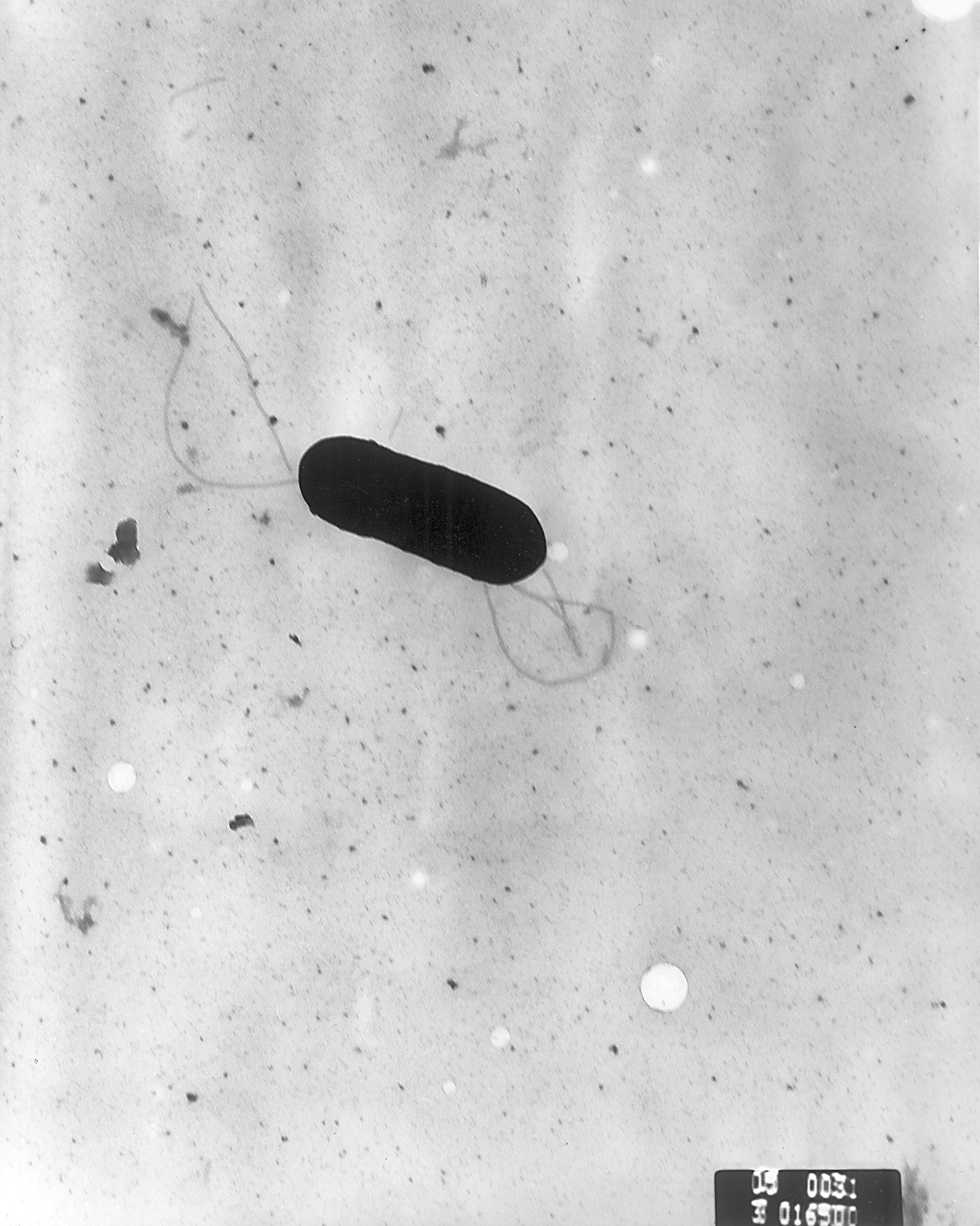 Scanning electron micrograph of Listeria monocytogenes bacteria at 41,250x magnification