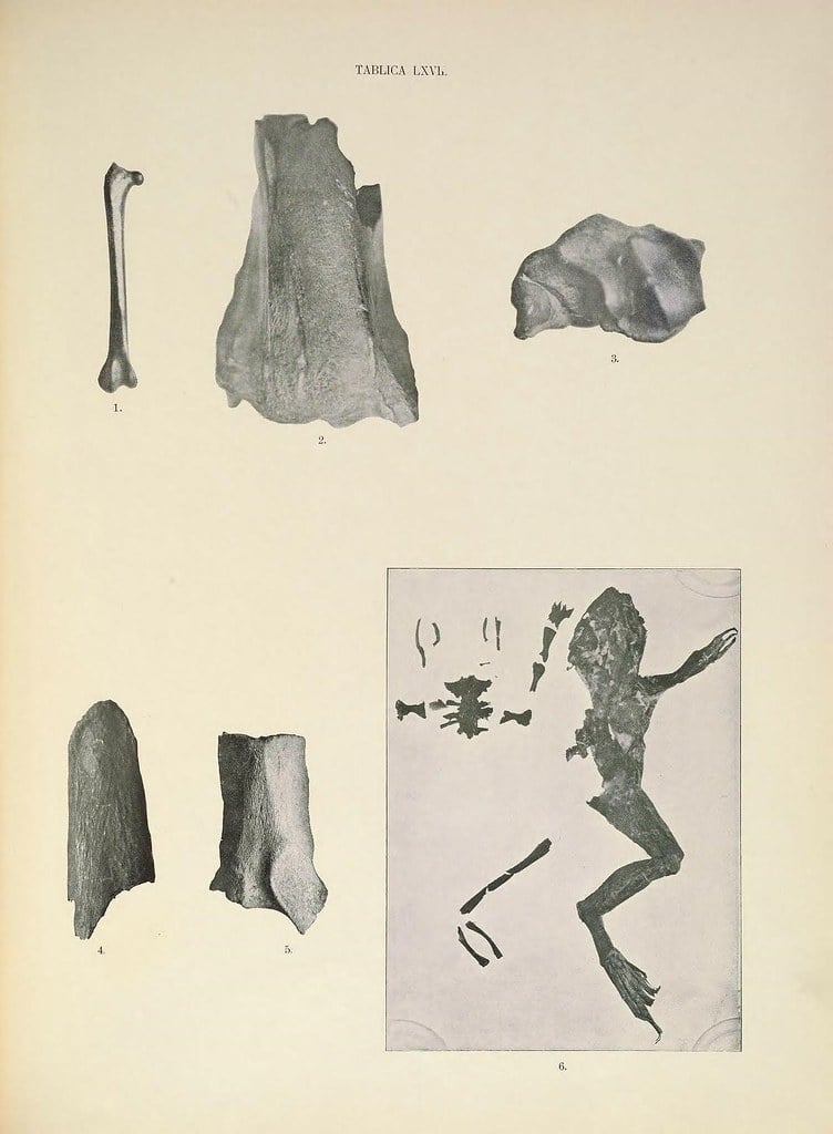 An illustration of fossil specimens, accompanying a marsupial palaeontology story