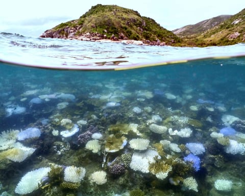 Bleached white coral and dead reef near Lizard Island on the Great Barrier Reef as ocean temperatures rise