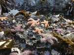 Young adult ochre sea stars on Oregon coast rocky intertidal zone