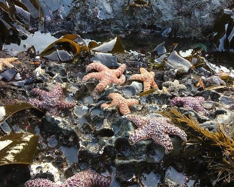 Young adult ochre sea stars on Oregon coast rocky intertidal zone