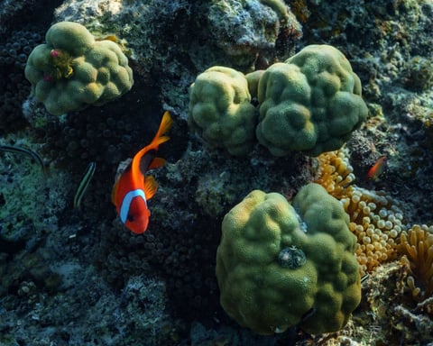 A clownfish swims among coral in the Pacific Ocean, the kind of reef life French Polynesia's marine reserve protects