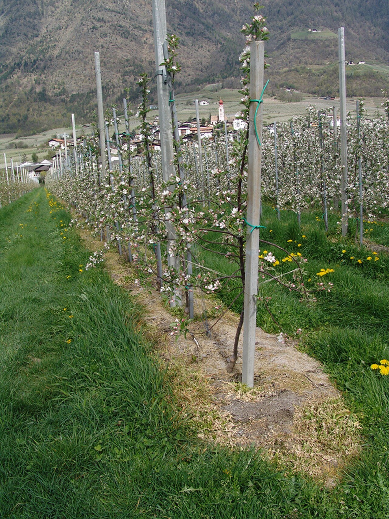 A container of Roundup weedkiller herbicide in an apple orchard, the Bayer-owned product at the center of the Supreme Court cancer ruling
