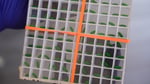 Dyed sterile screwworm fly pupae at a USDA production facility in Texas