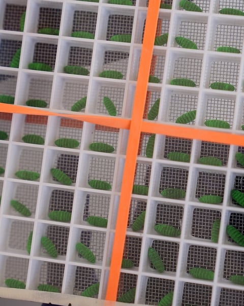 Dyed sterile screwworm fly pupae at a USDA production facility in Texas