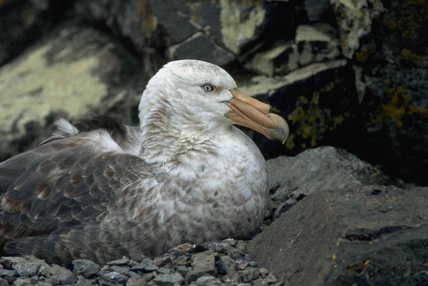 A southern giant petrel (Macronectes giganteus) at sea, the species found at Knights Beach, Port Elliot, South Australia with H5N1 bird flu on June 24, 2026
