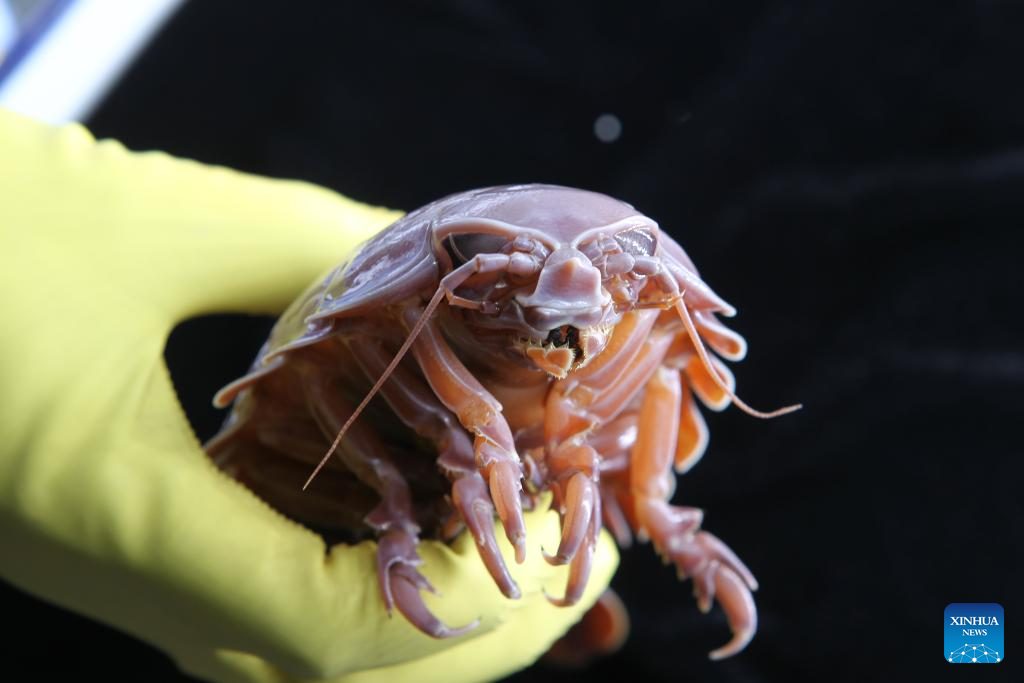 A supergiant deep-sea isopod specimen collected by Chinese Academy of Sciences researchers
