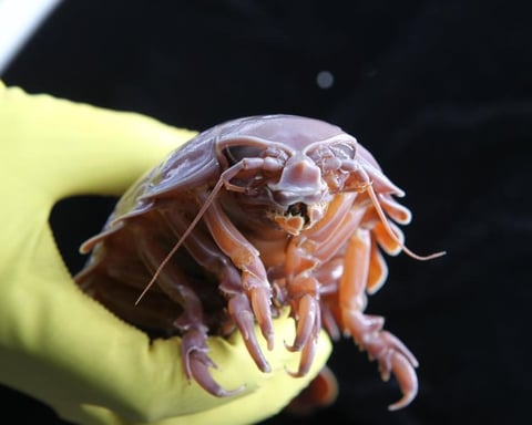 A supergiant deep-sea isopod specimen collected by Chinese Academy of Sciences researchers
