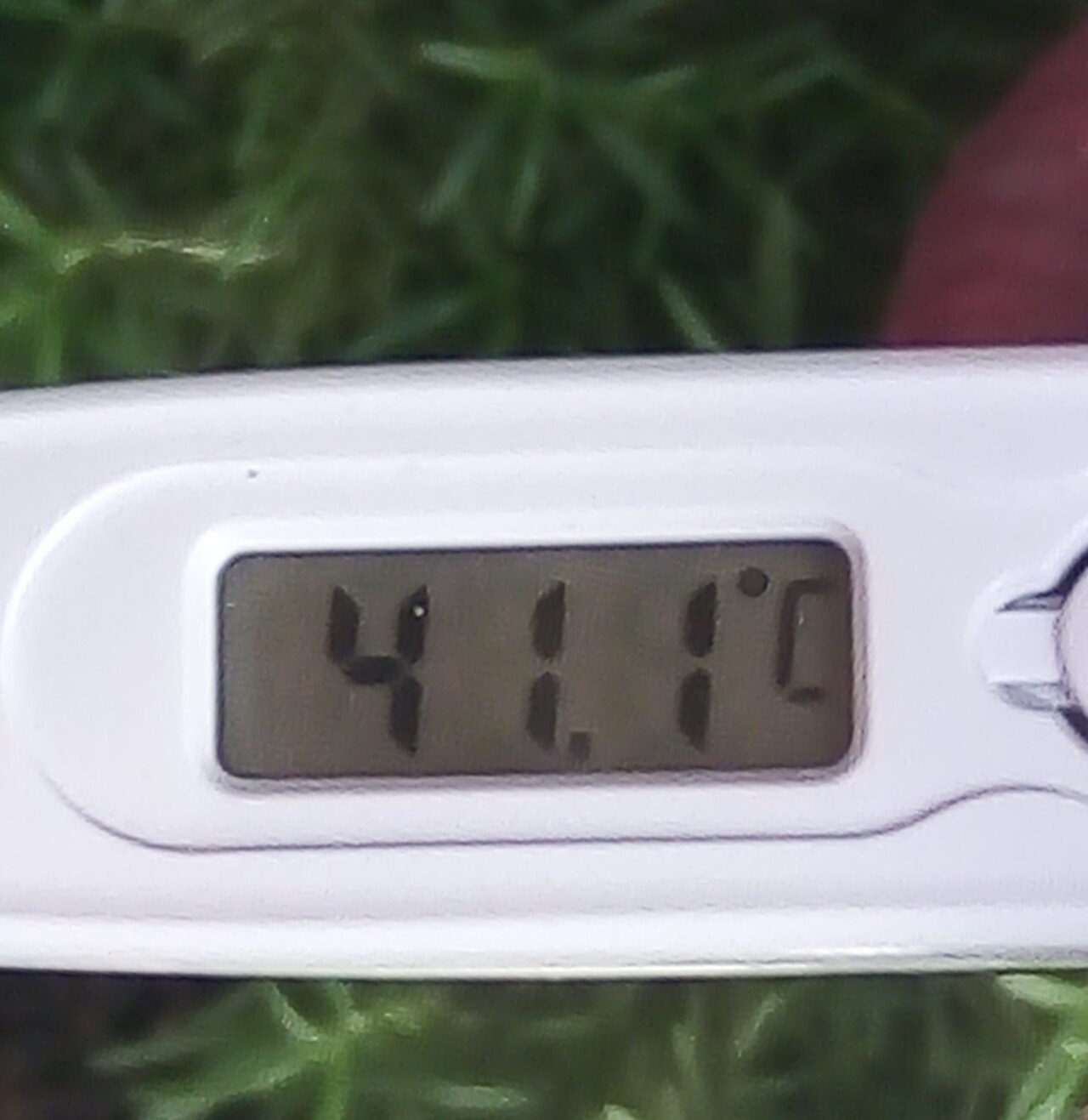 A thermometer recording 41 degrees Celsius during an extreme heat wave showing dangerously high temperatures