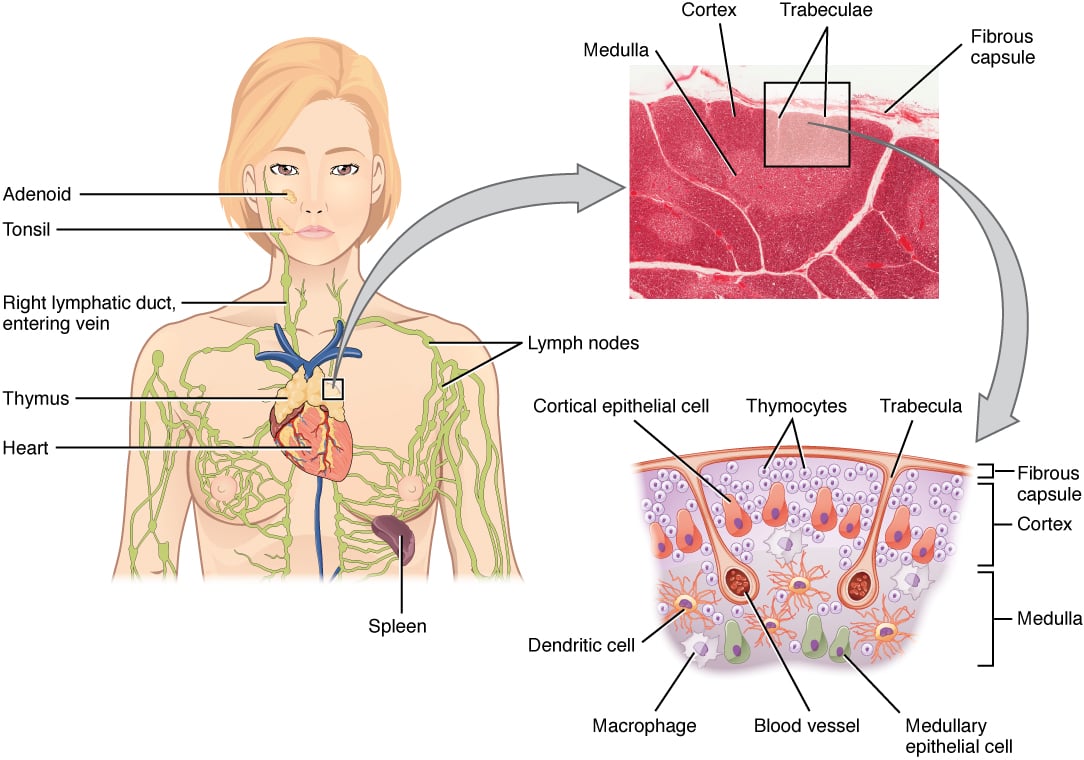 Diagram showing the location, structure, and histology of the thymus gland where CD8 T cells mature
