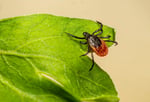 Close-up of a blacklegged deer tick on a leaf during 2026 tick season surge