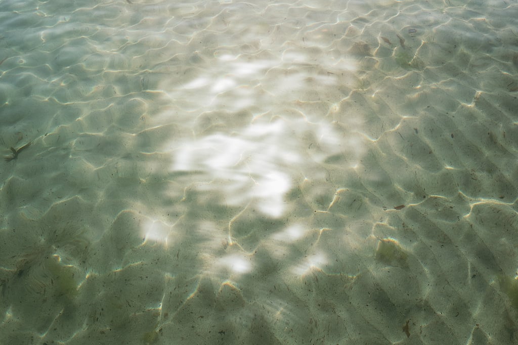 Coral Bleaching Marine Heatwave 2026 Bleached coral reef showing the effects of elevated ocean temperatures during the 2026 marine heatwave