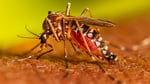 An adult female Aedes aegypti mosquito feeding on human skin, one of two primary Aedes species targeted by Wolbachia biocontrol programs in the United States